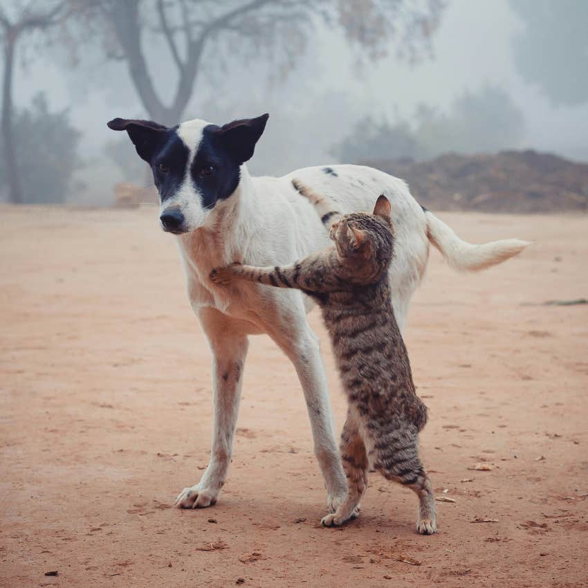 cat fighting with a dog