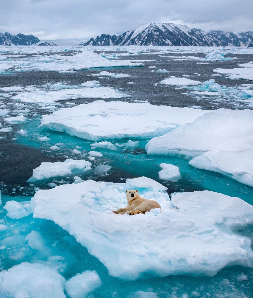 climate change end world theory polar bear melting ice climate change end world