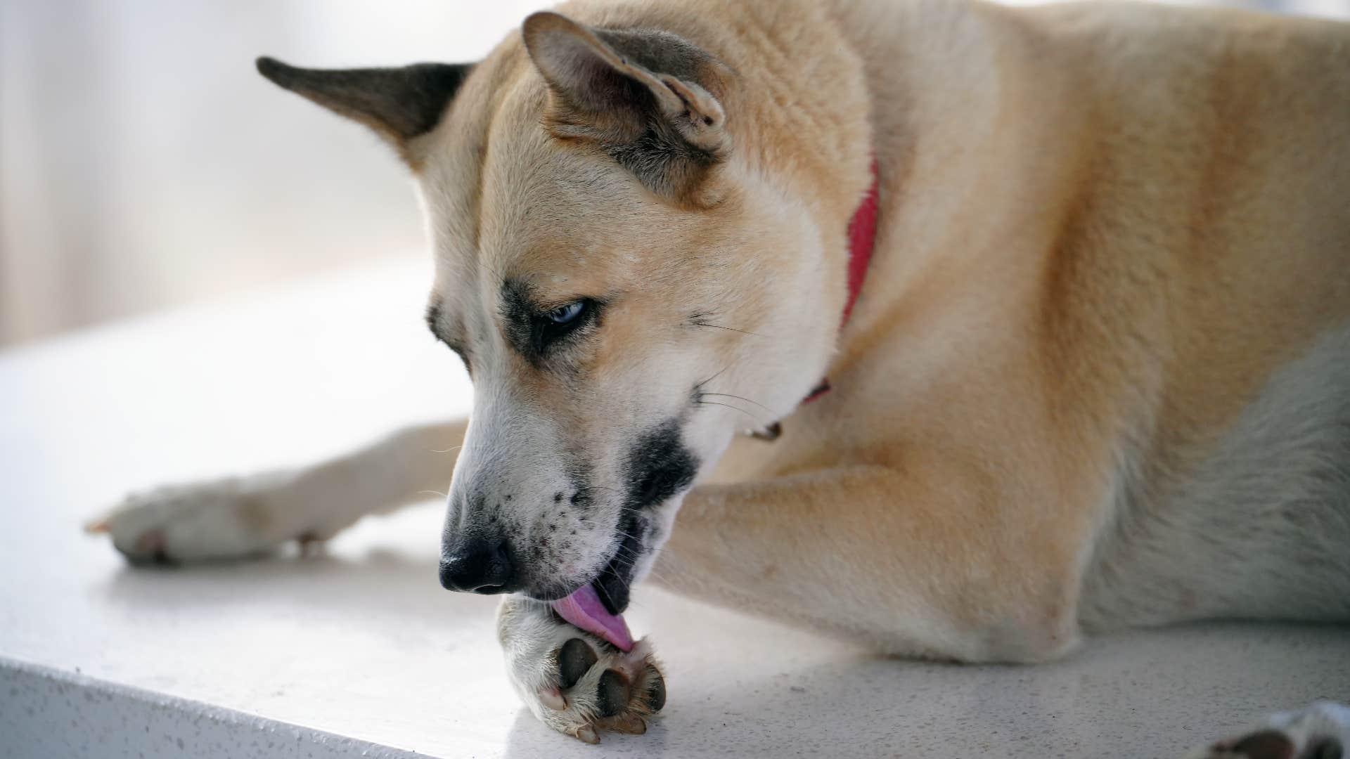 common mistakes that hurt your dog's feelings without you even realizing ignoring ear or paw scratching dog scratching and licking its itchy paw