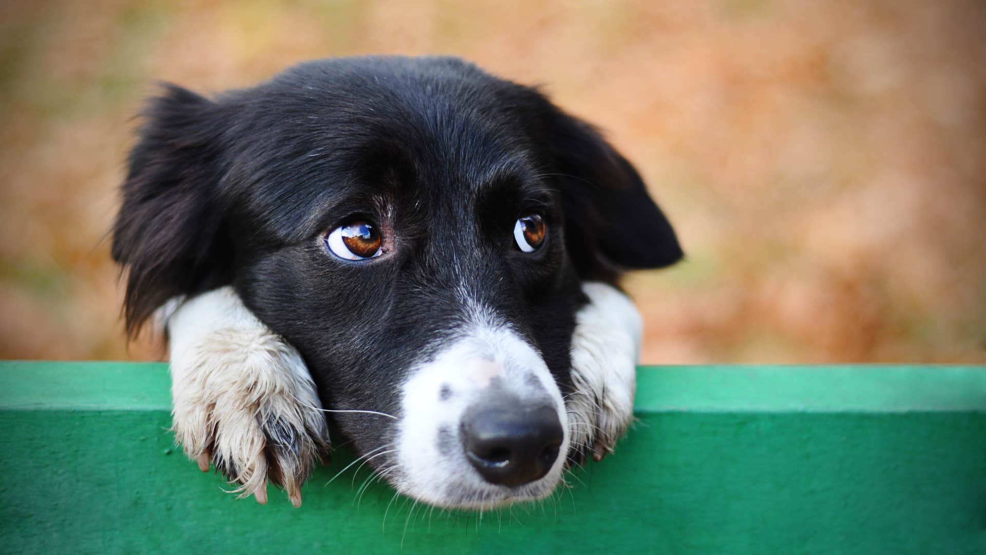 common mistakes that hurt your dog's feelings without you even realizing inconsistency sad looking pup waiting outside