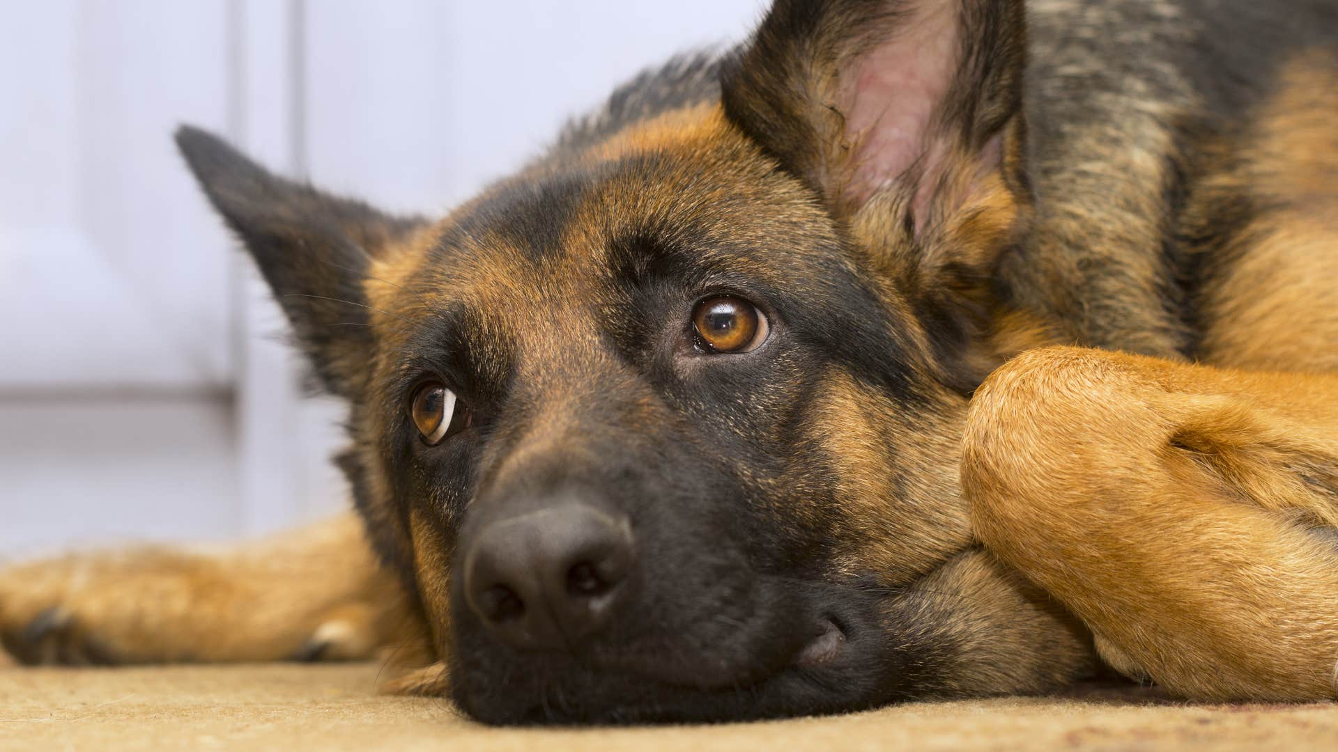 common mistakes that hurt your dog's feelings without you even realizing leaving them alone for long periods of time dog looking sad after being left alone for a long time