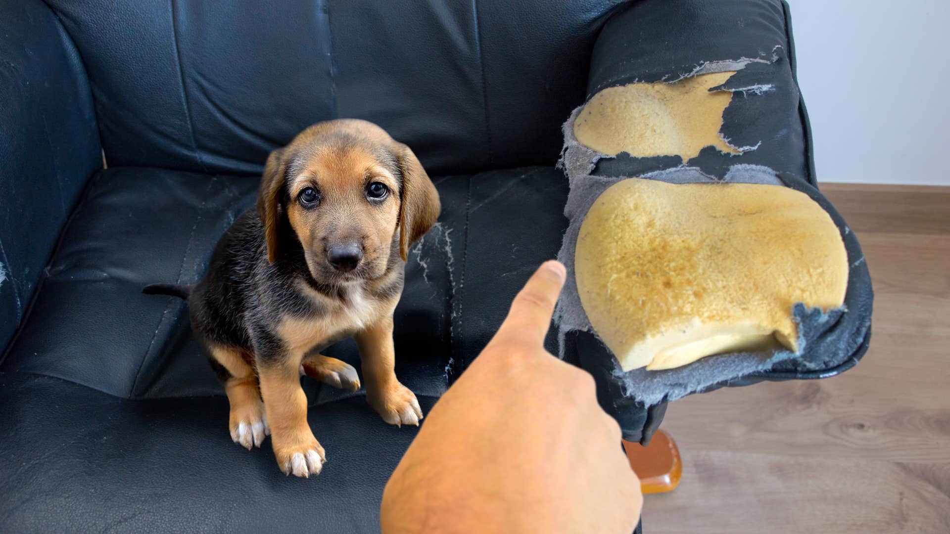 common mistakes that hurt your dog's feelings without you even realizing punishing them when scared or anxious puppy being punished for tearing up chair