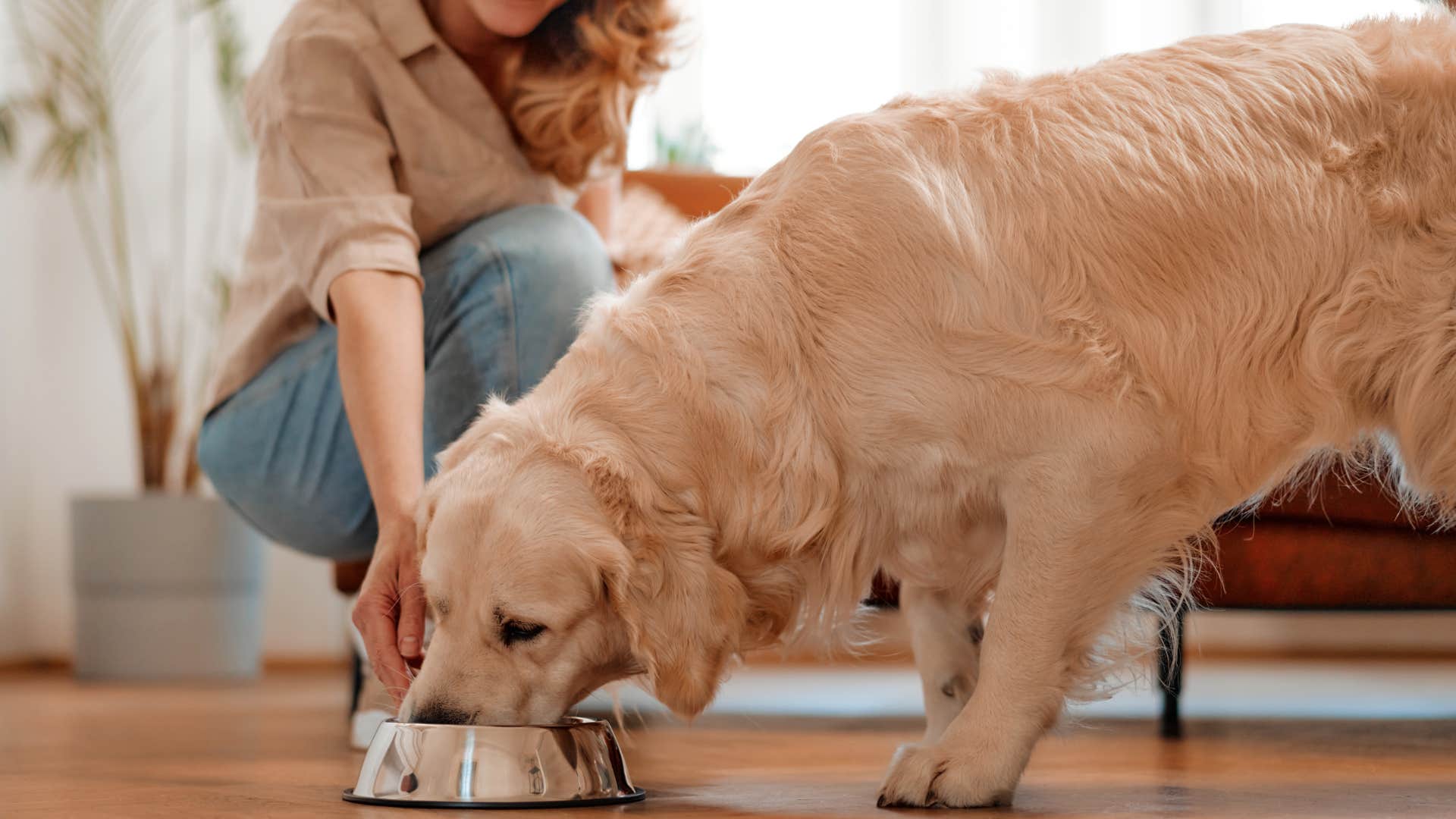 common mistakes that hurt your dog's feelings without you even realizing taking their food away while theyre eating dog owner taking dogs food away while they eat