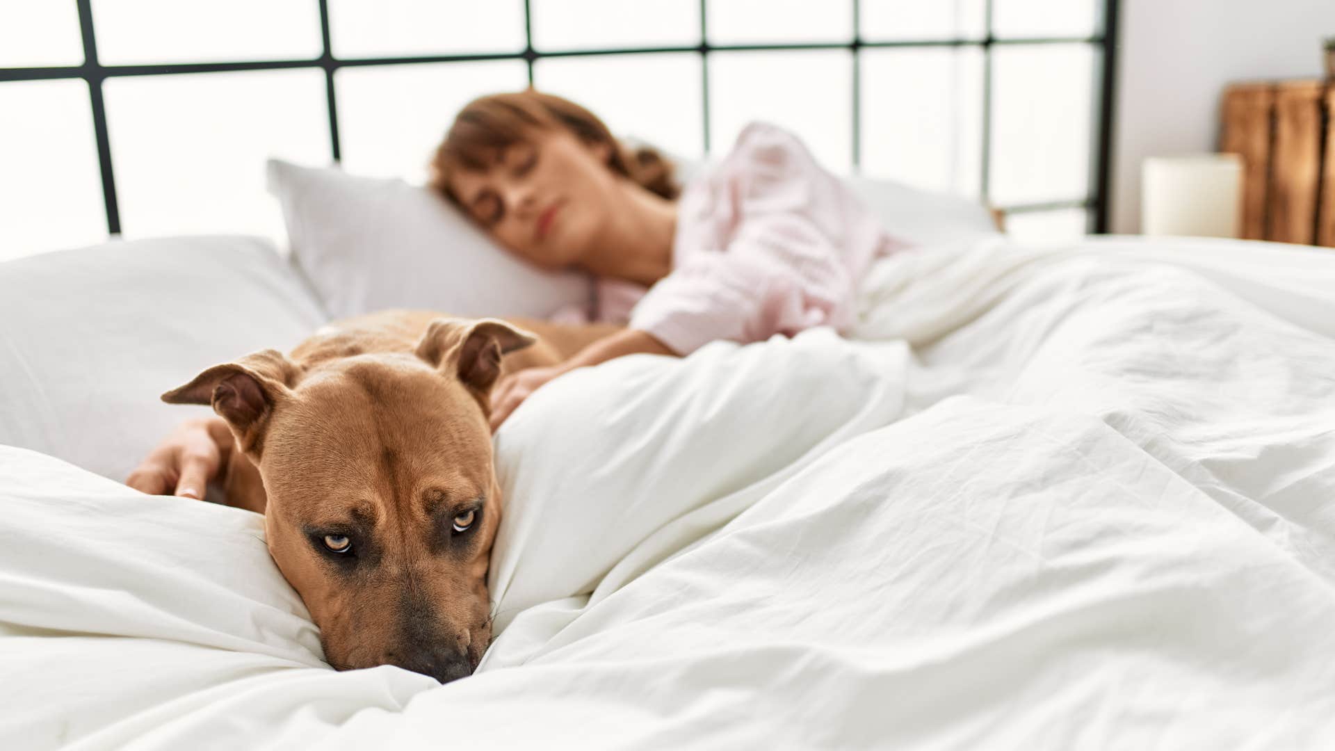 common mistakes that hurt your dog's feelings without you even realizing withholding affection woman in bed ignoring dog wanting affection
