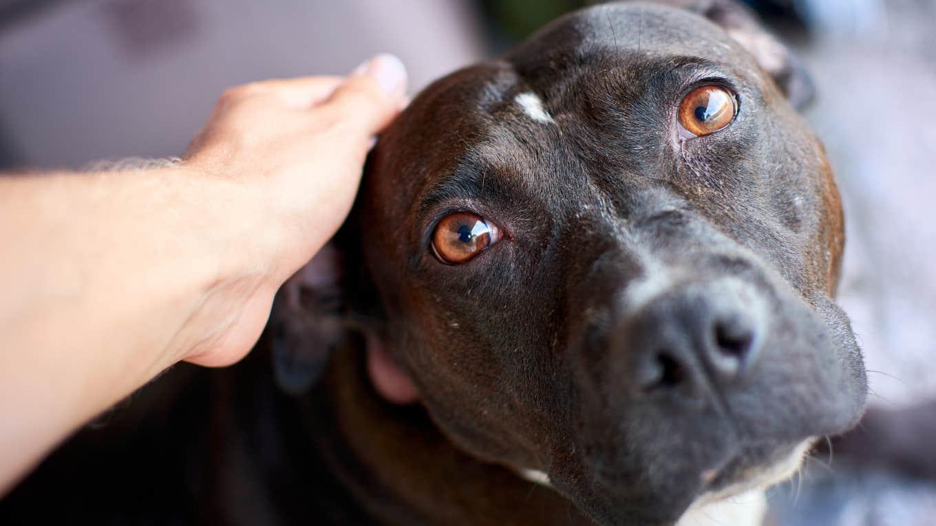 Common Mistakes That Hurt Your Dog's Feelings Without You Even Realizing cute dog being pet by its owner