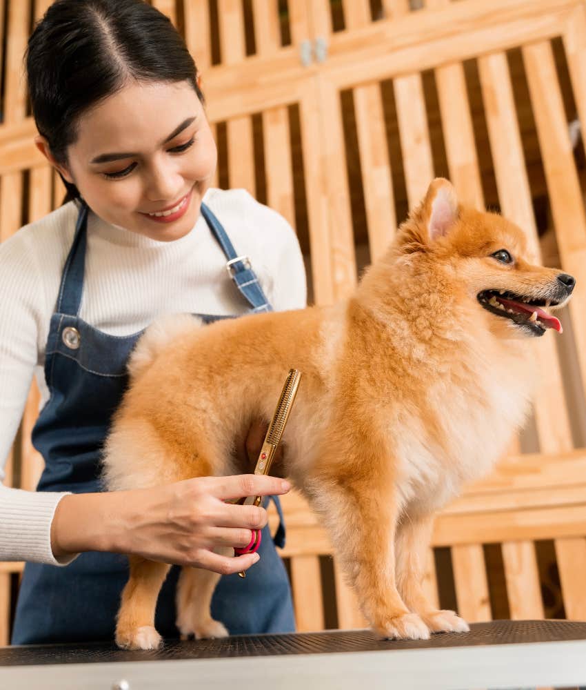 everyday things make dog feel respected consent handling woman grooming dog with its consent