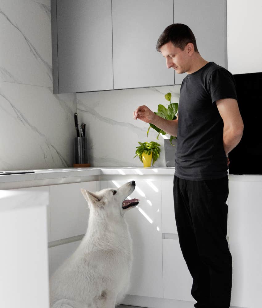 dog owner training dog