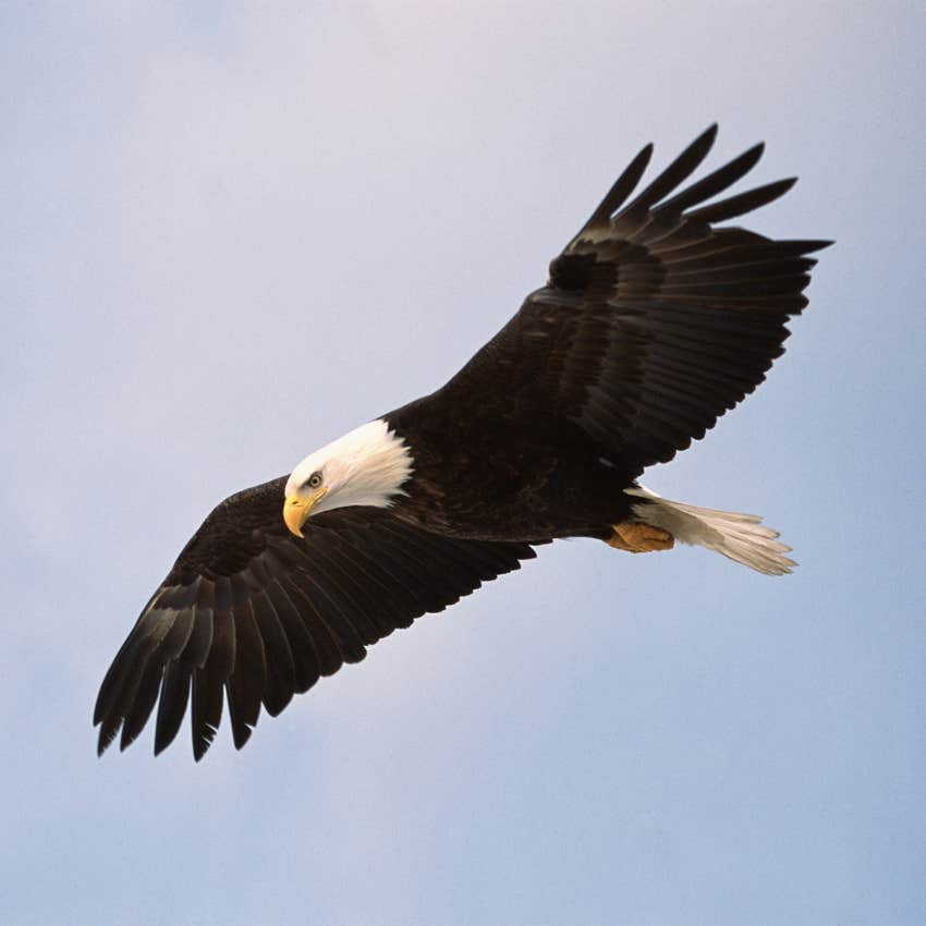 eagle dreams luck change better