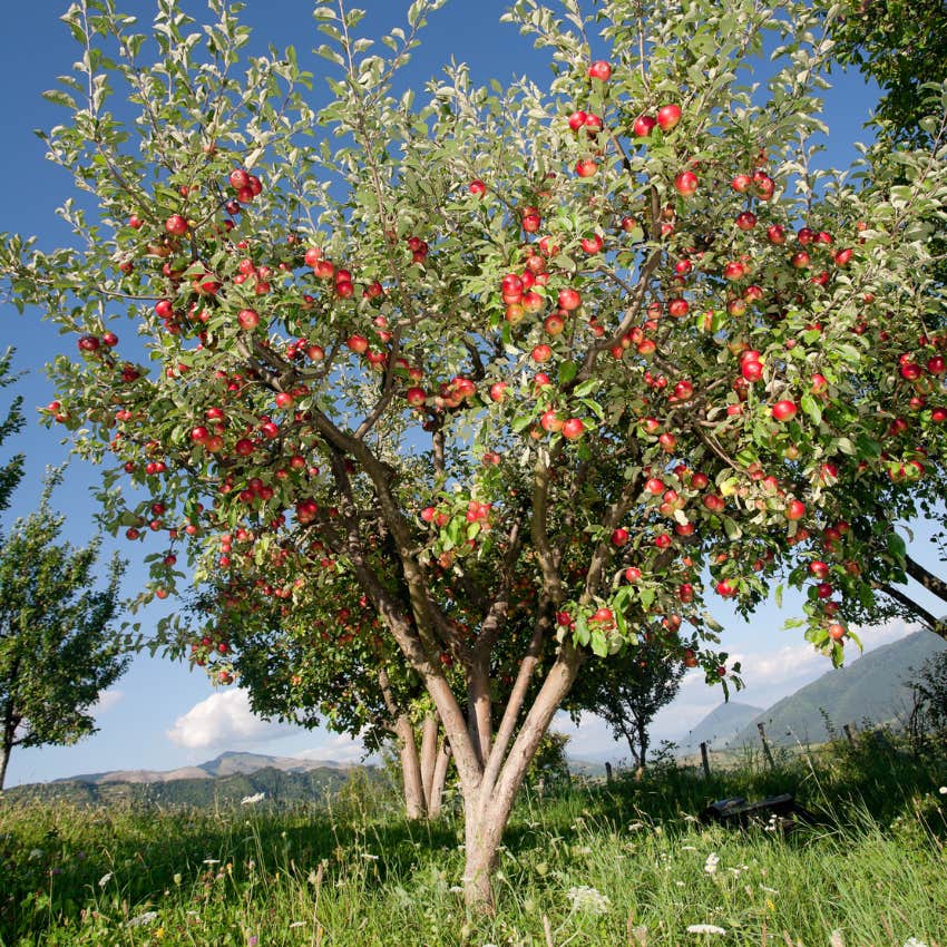 fruit trees dreams luck change better