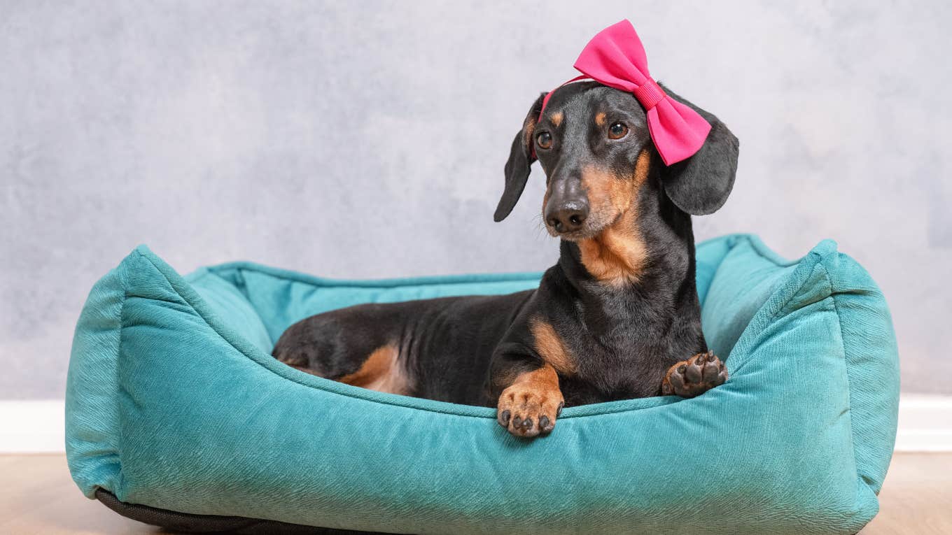 Girl Dogs Can Do Impressive Thing That Boy Dogs Aren’t Good At