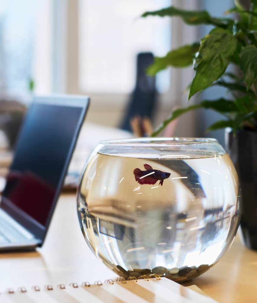 If you've got tiny hole near ear you'r [art of rare group fish Fish bowl on desk