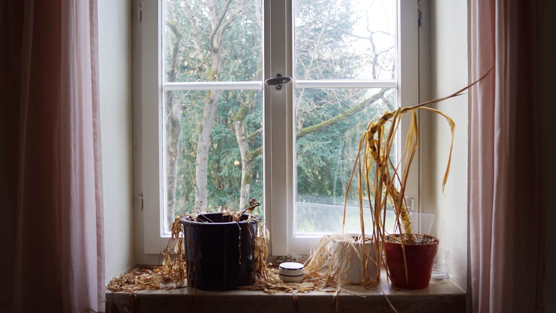 if you notice these things in someone’s house they’re probably going through a hard time dying plants