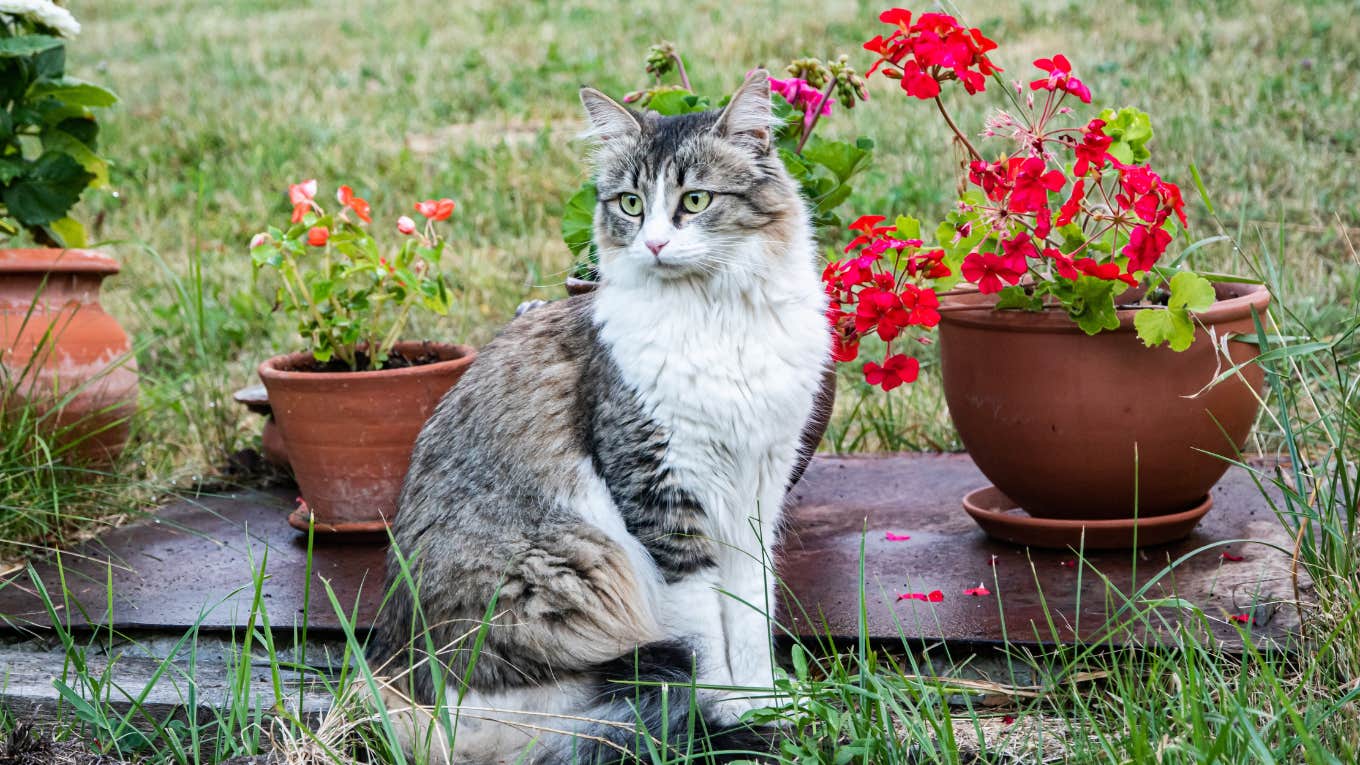 Neighbor Demands Dogs Next Door Remain Inside Because His Cat Doesn't Like Them Neighbor Demands Dogs Next Door Remain Inside Because His Cat Doesn't Like Them