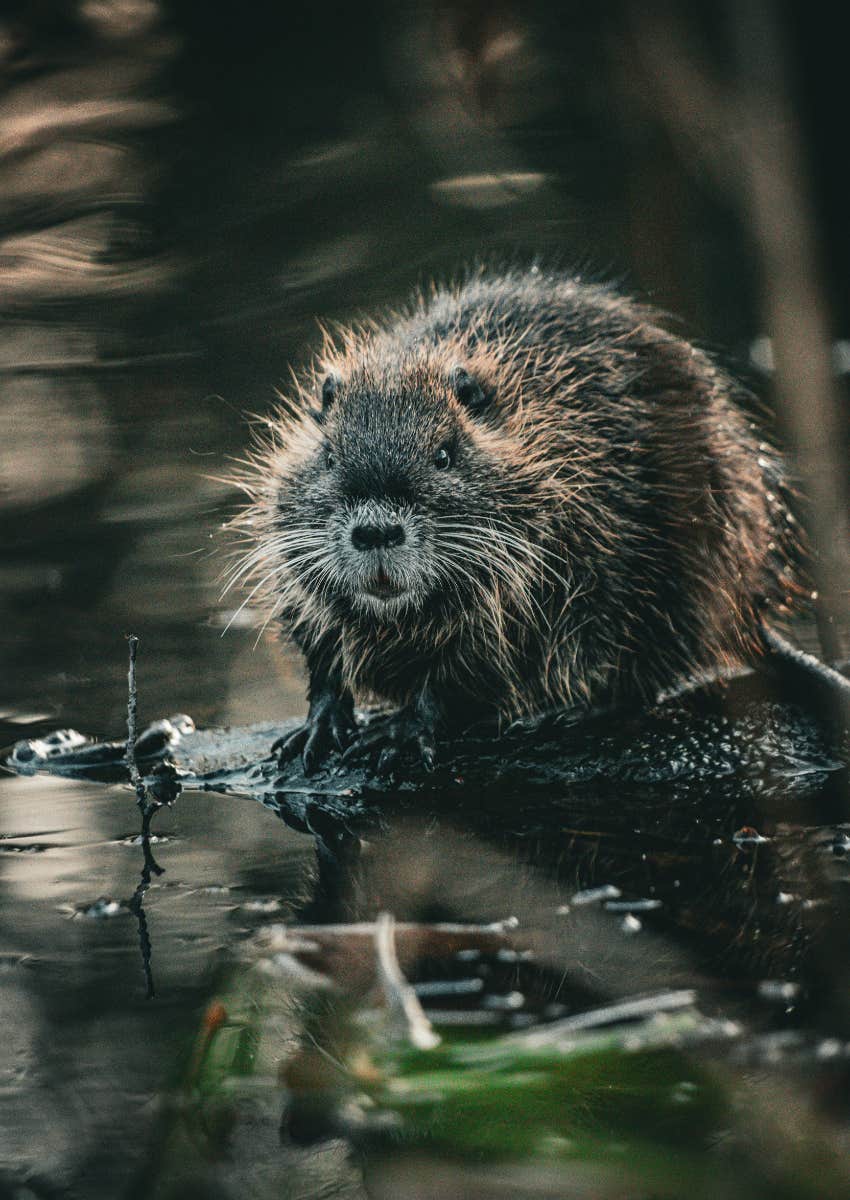 personality test beaver