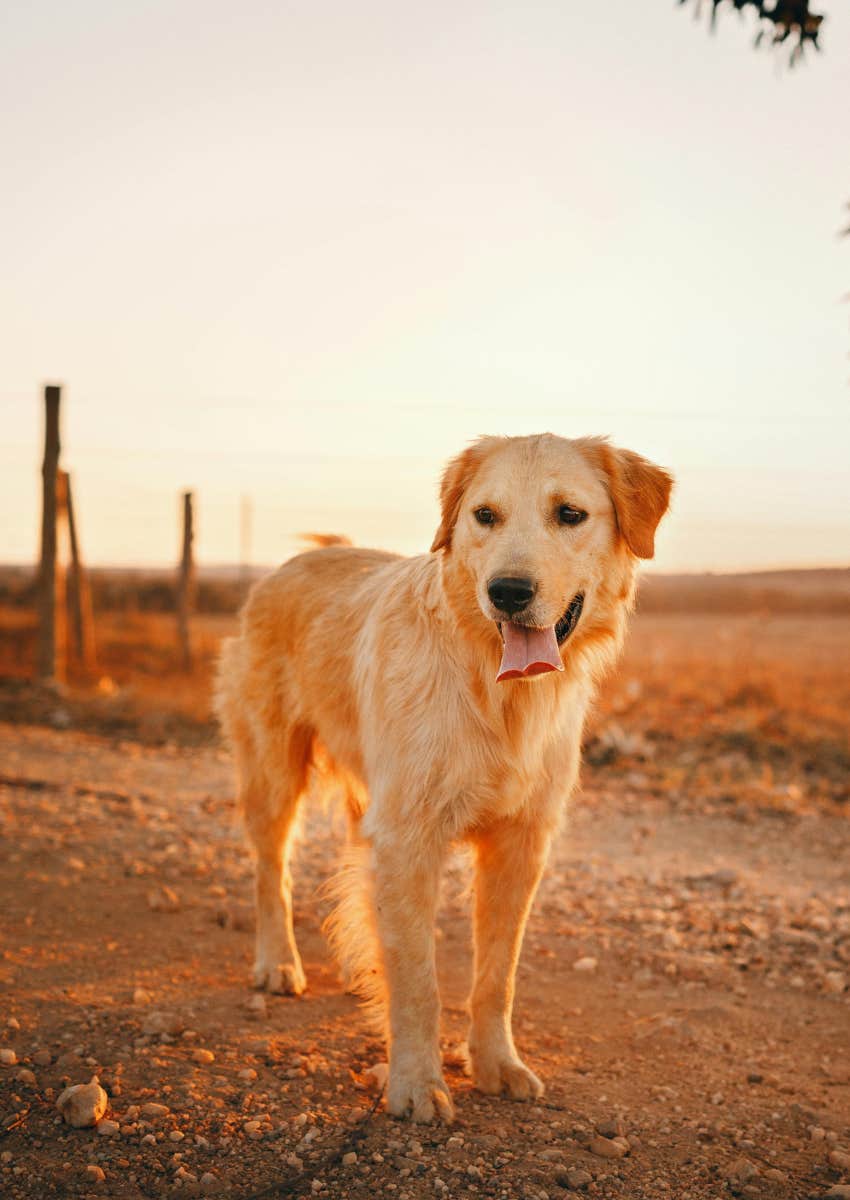 personality test golden retriever