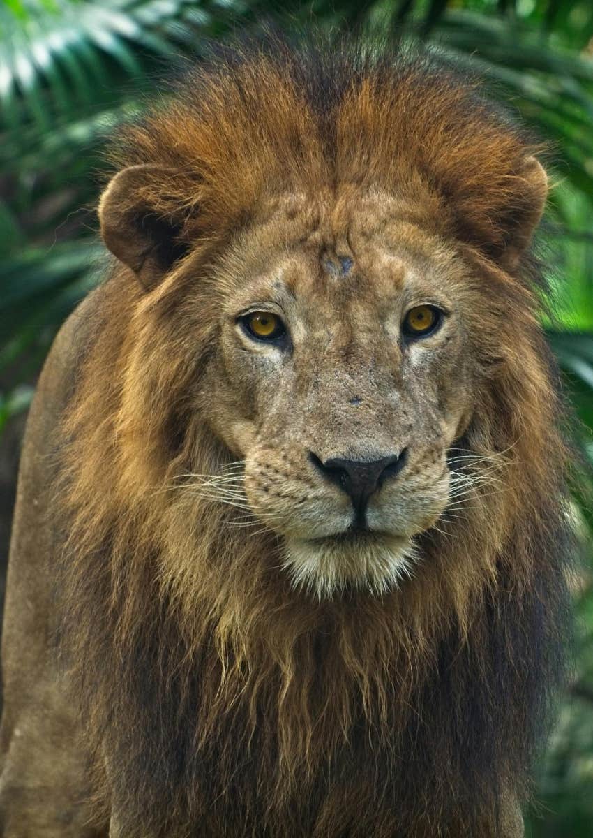 personality test lion