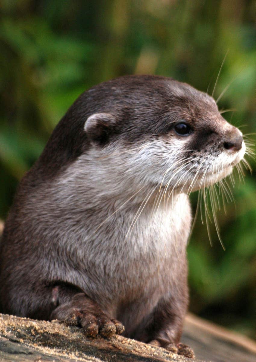 personality test otter