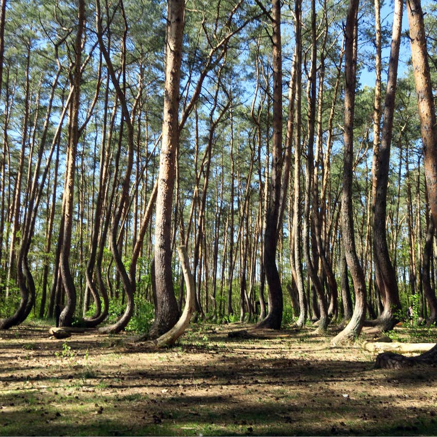 travelers swear these places have unexplained energy crooked forest poland crooked forest, poland