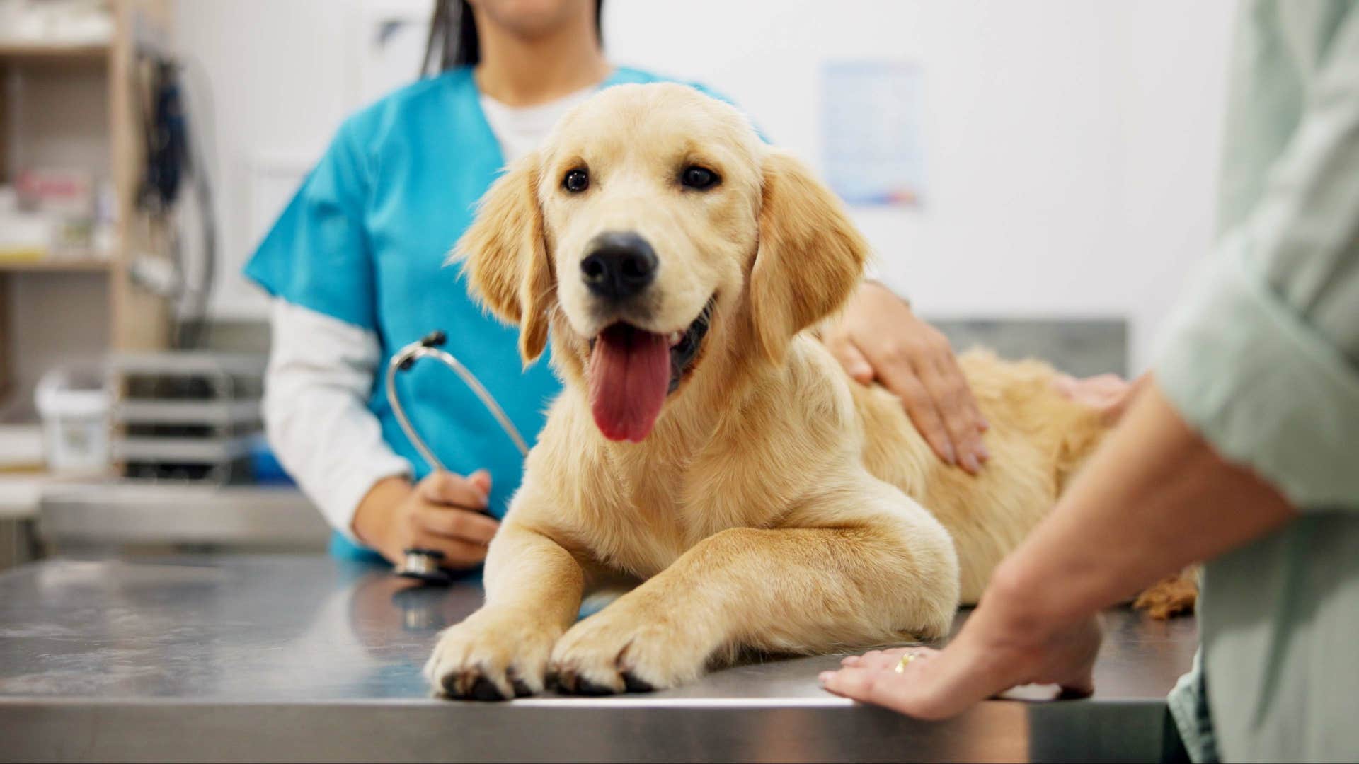 happy dog at the vet's office