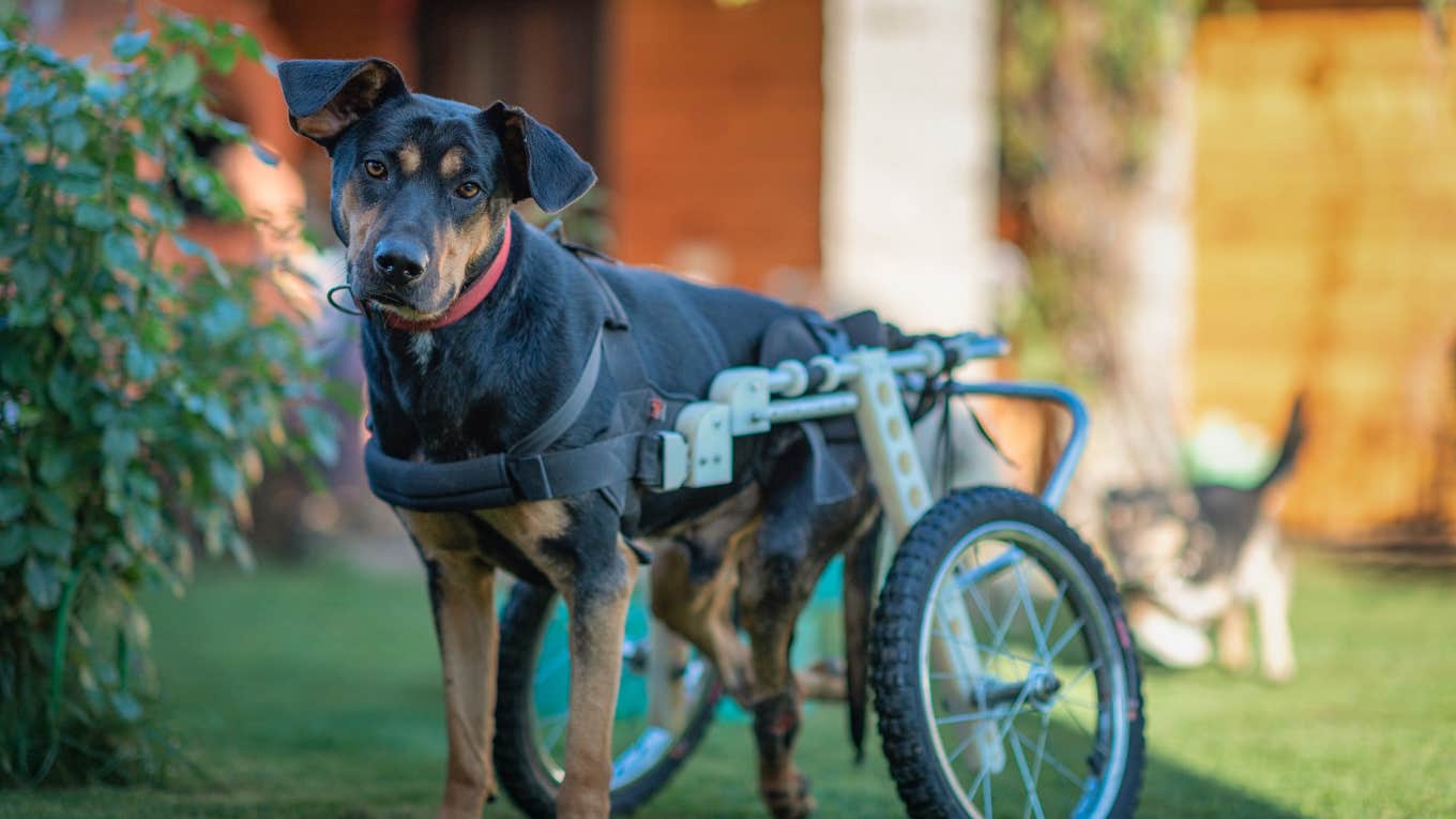 Welcome To Broken Biscuits Dog Park, The World's First Play Area For Disabled Dogs