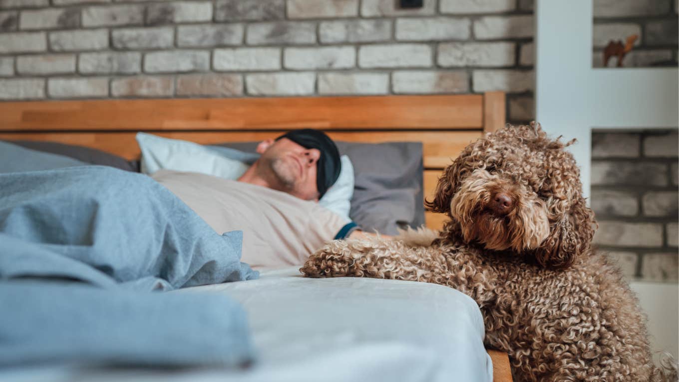 Dog Saves Owner's Life With Annoying Nighttime Habit