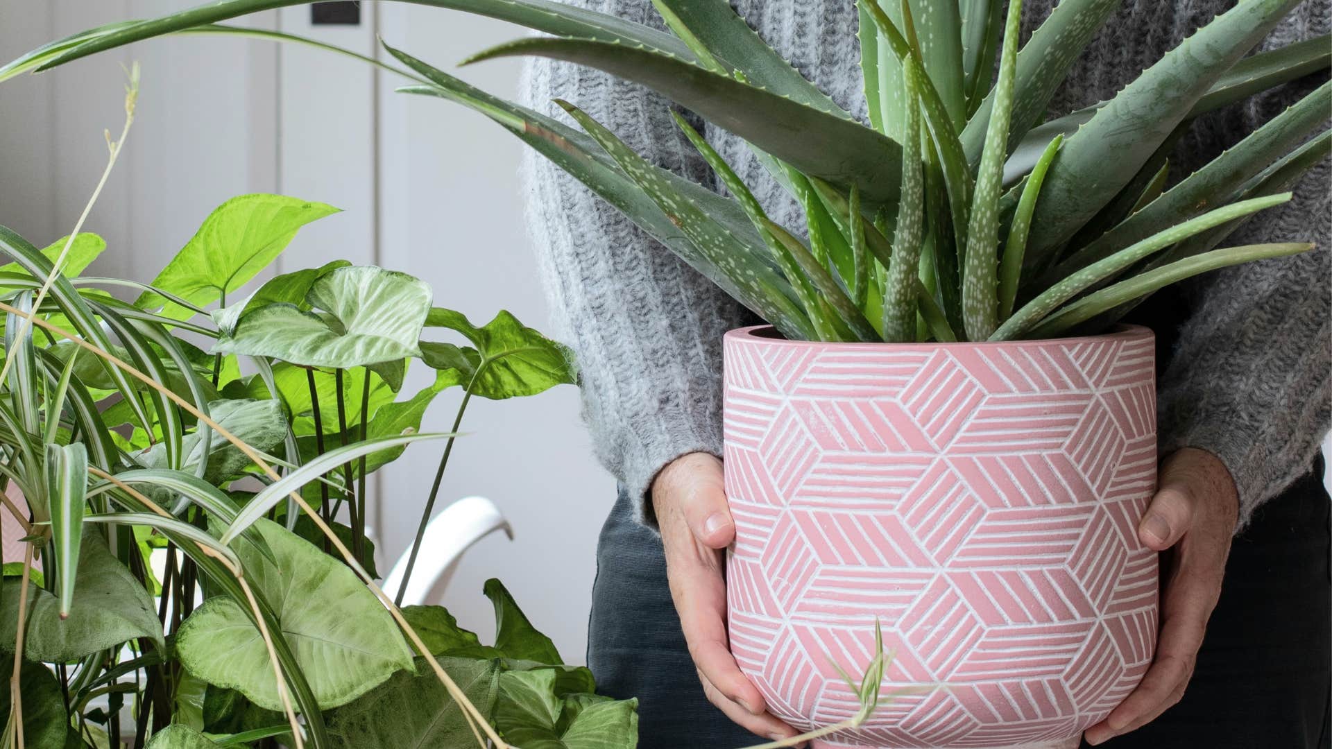 person filling home with plants with natural first-aid remedies