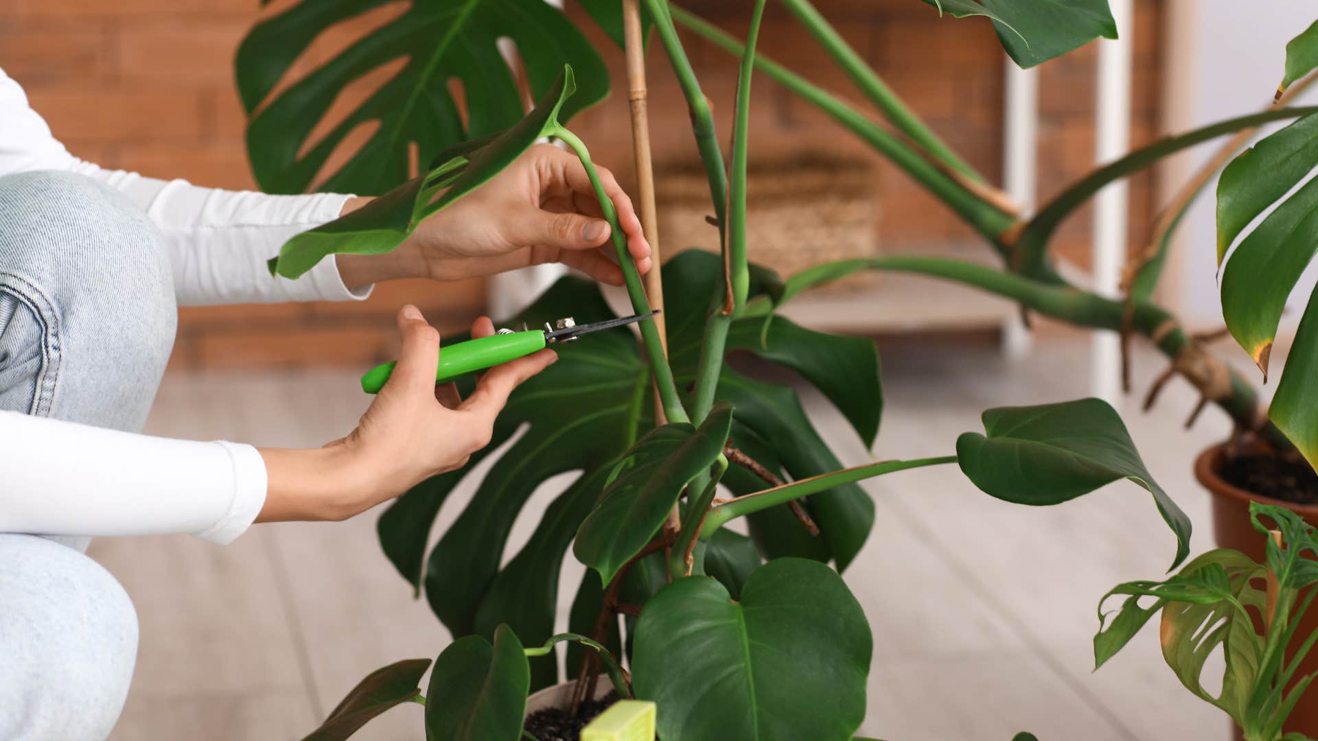 person who fills their home with plants to promote healing