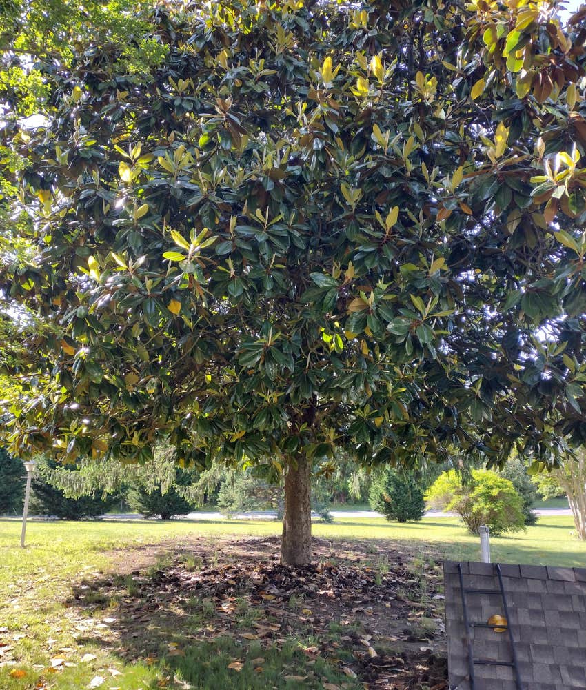 HOA attorney said the issue was a matter of safety over the sturdiness of Magnolia tree branches