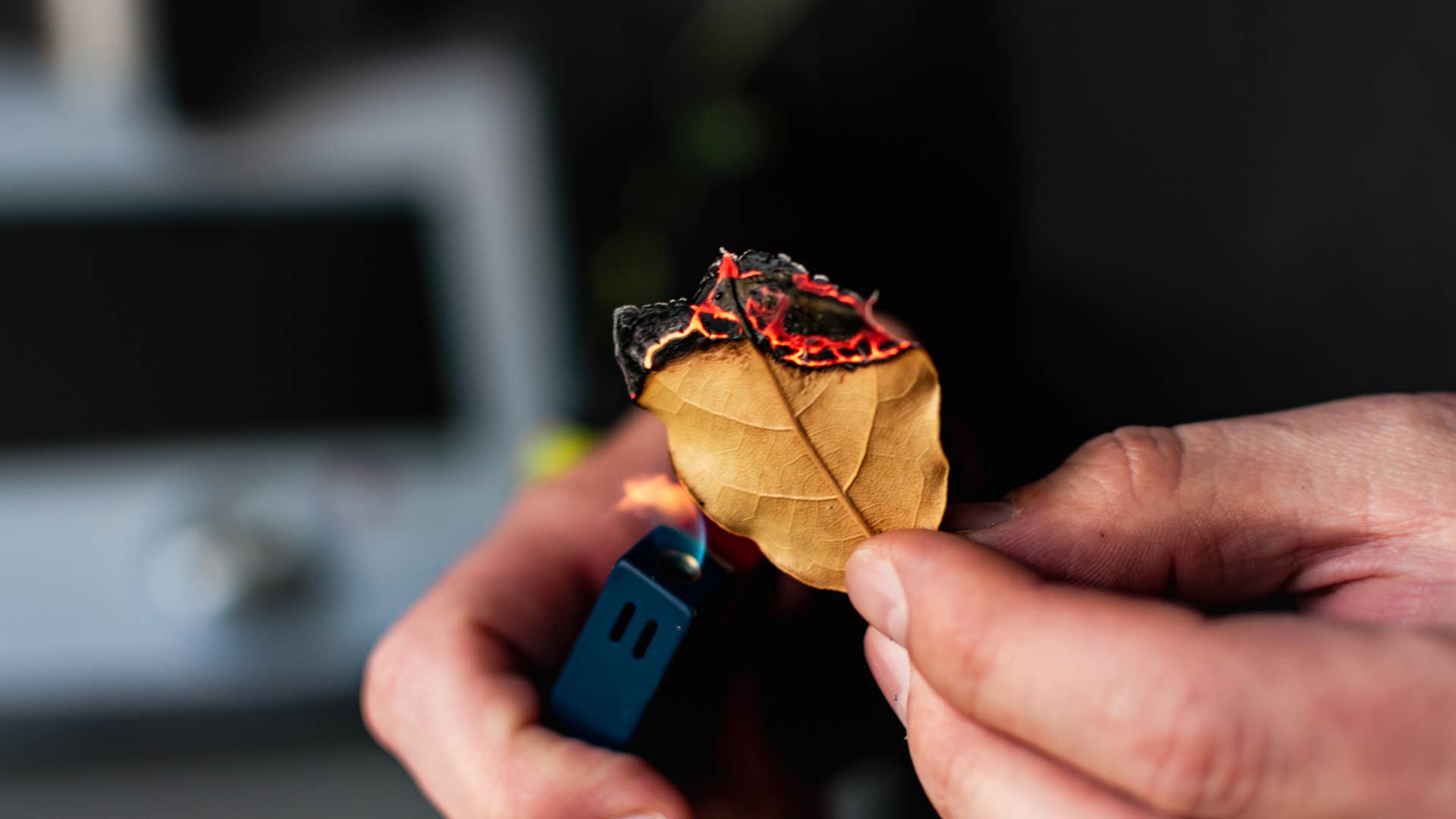 person using manifestation ritual of breaking down bay leaves and lighting it up