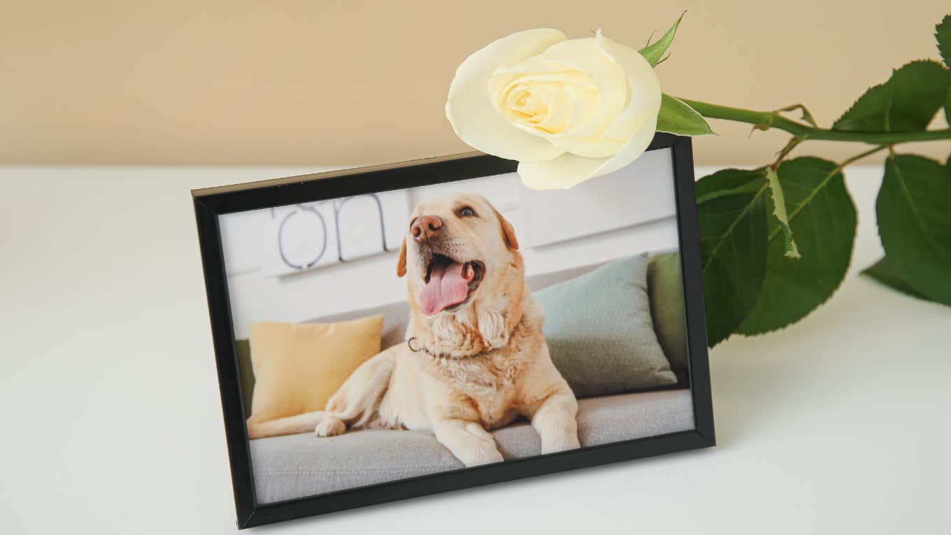 Pet Psychic Reveals 7 Signs Your Deceased Pet Is Visiting You To Let You Know They Are OK