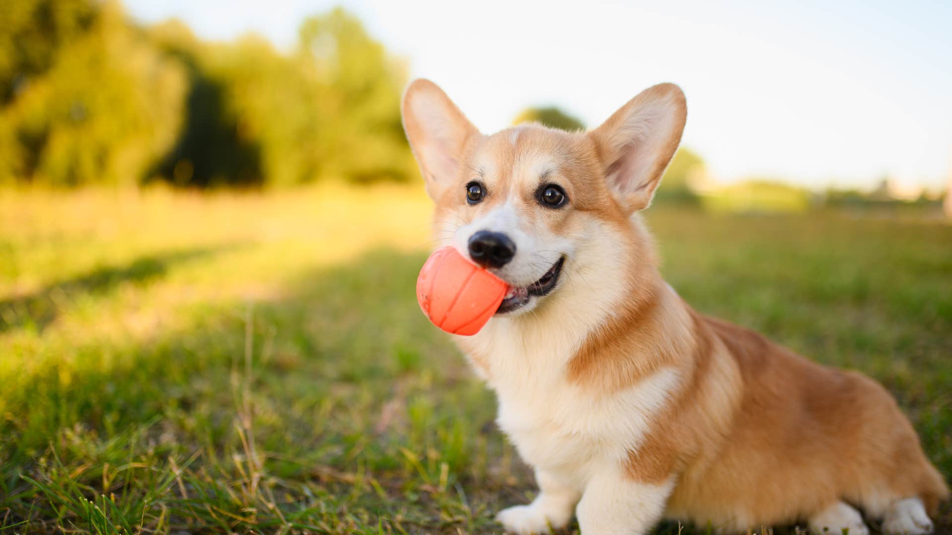 dog hwho thinks its owner is mad because they're ignoring its antics