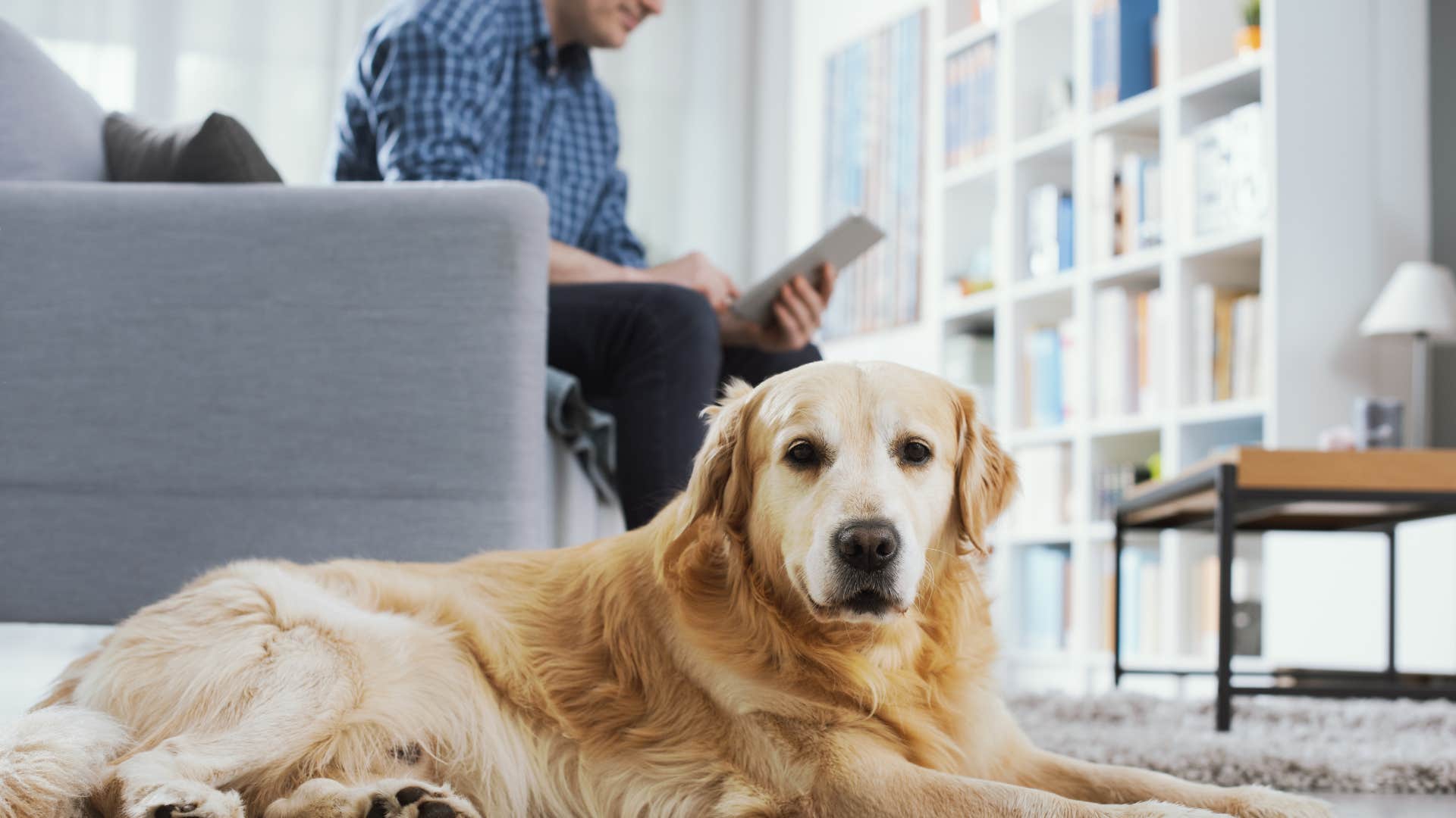 owner making dog think he's mad by not giving them one on one attention