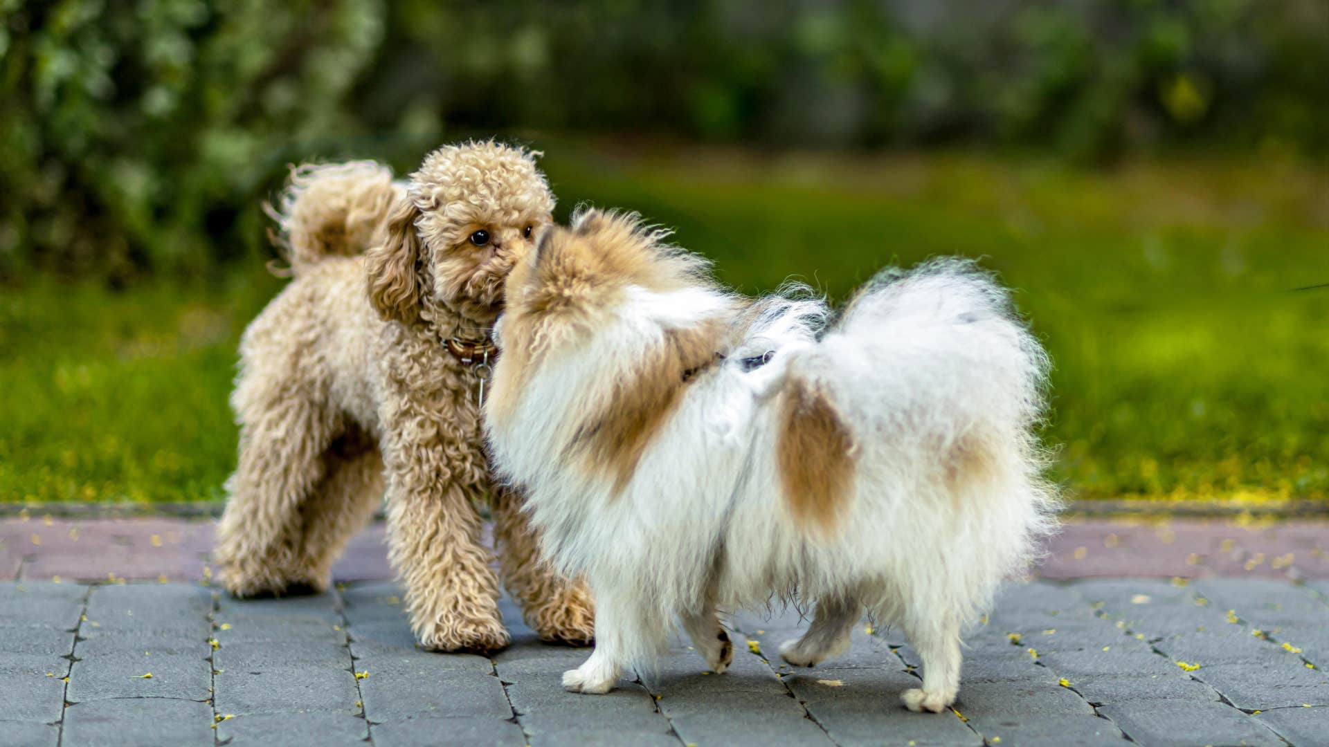 dogs thinking they're owner is mad because they're not allowed to greet each other