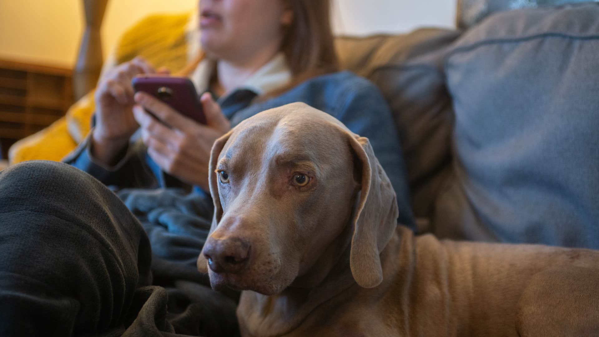 owner making dog think they're mad by not making eye contact with them