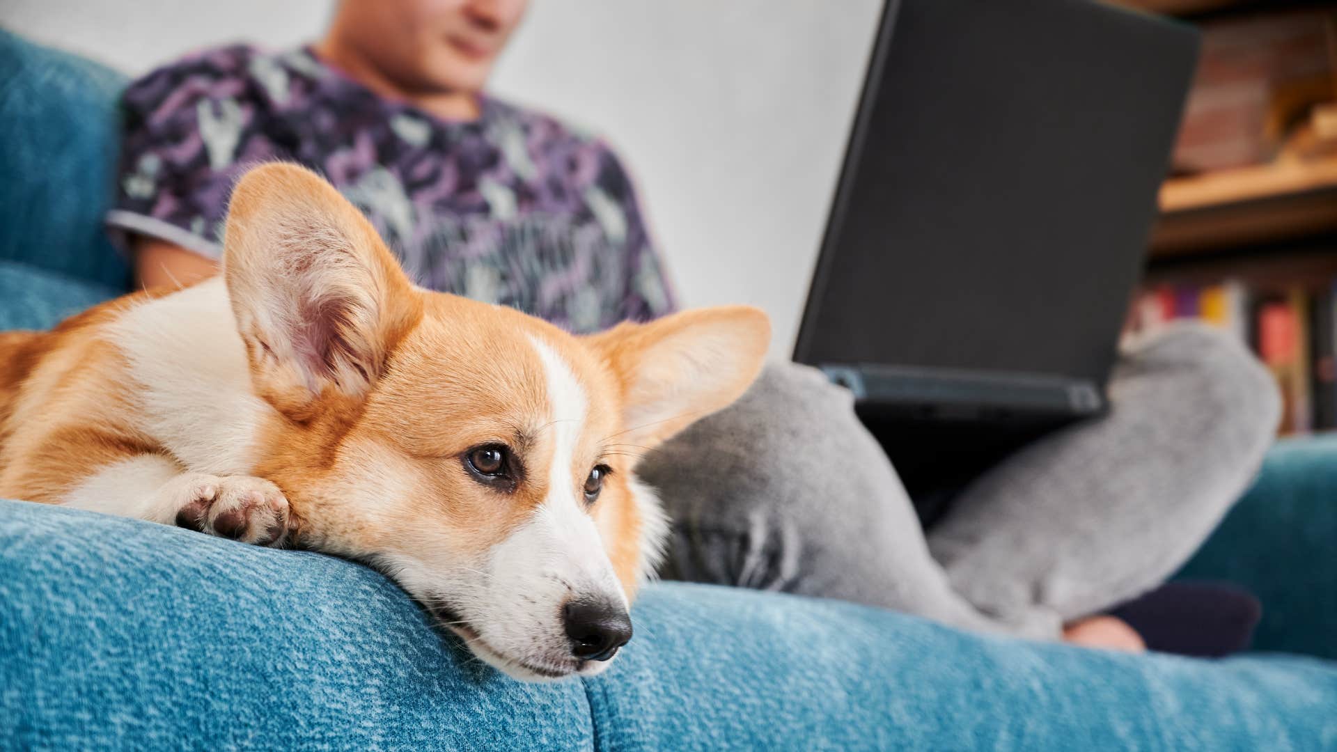 owner making dog think he's mad by looking away when it wants affection