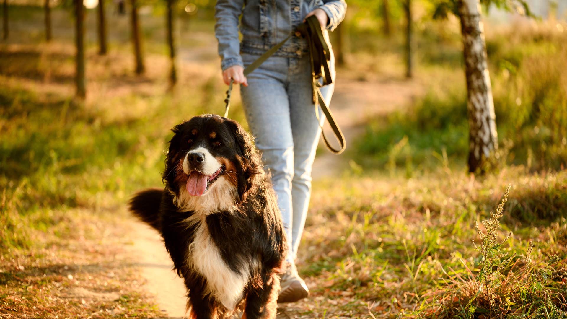 owner making dog think she's mad by rushing on a walk