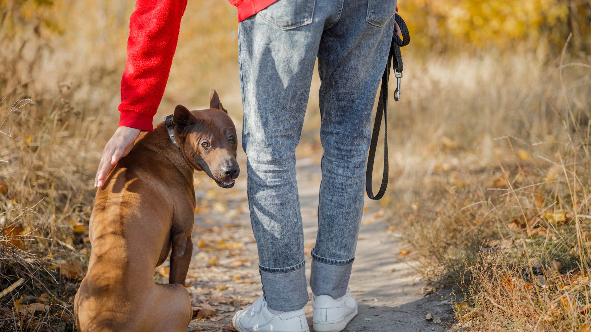 dog turning it's back to camera as owner approaches them and pets them on walk