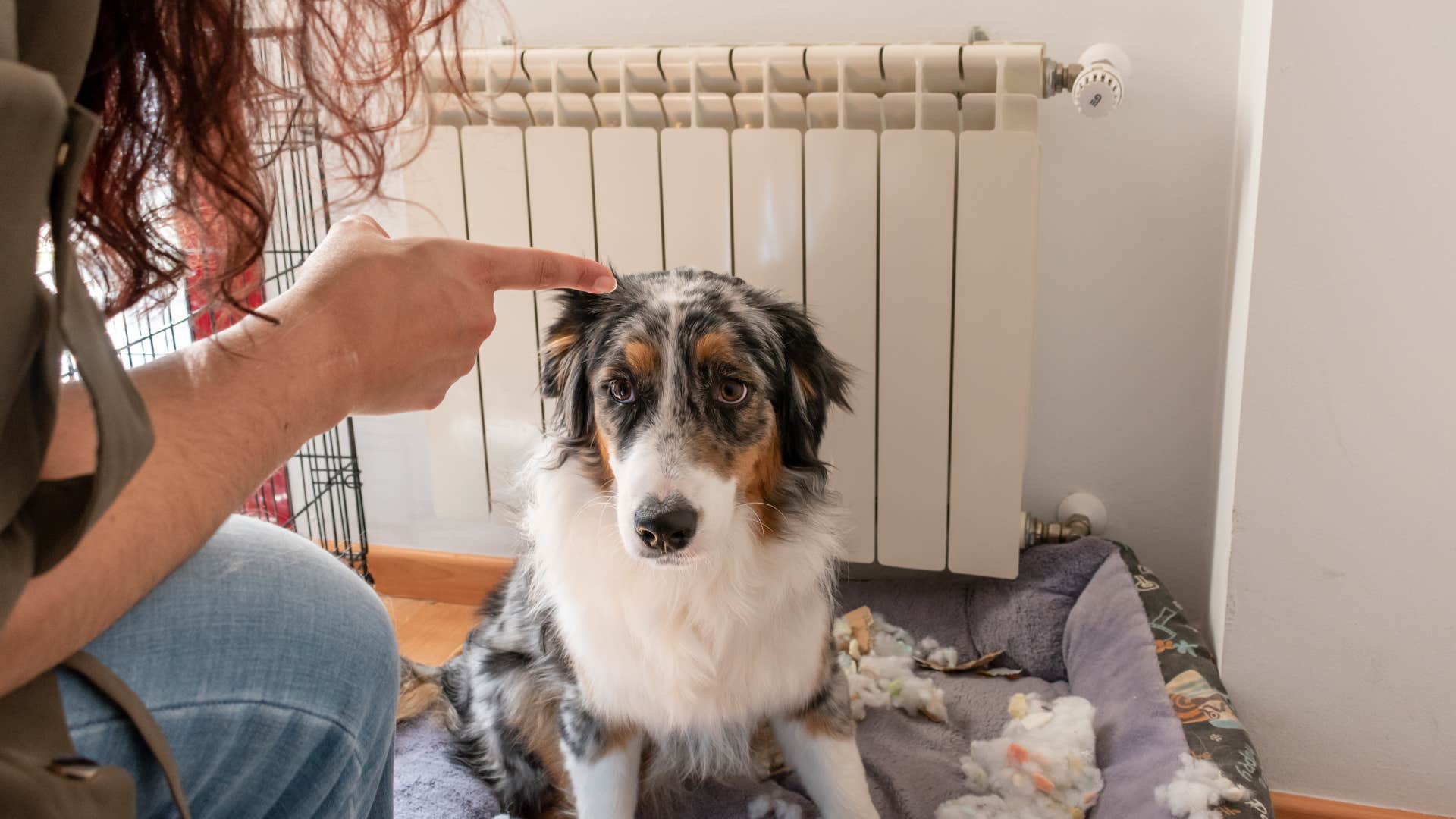 woman making her dog thinks she's mad by using a stern voice to scold him