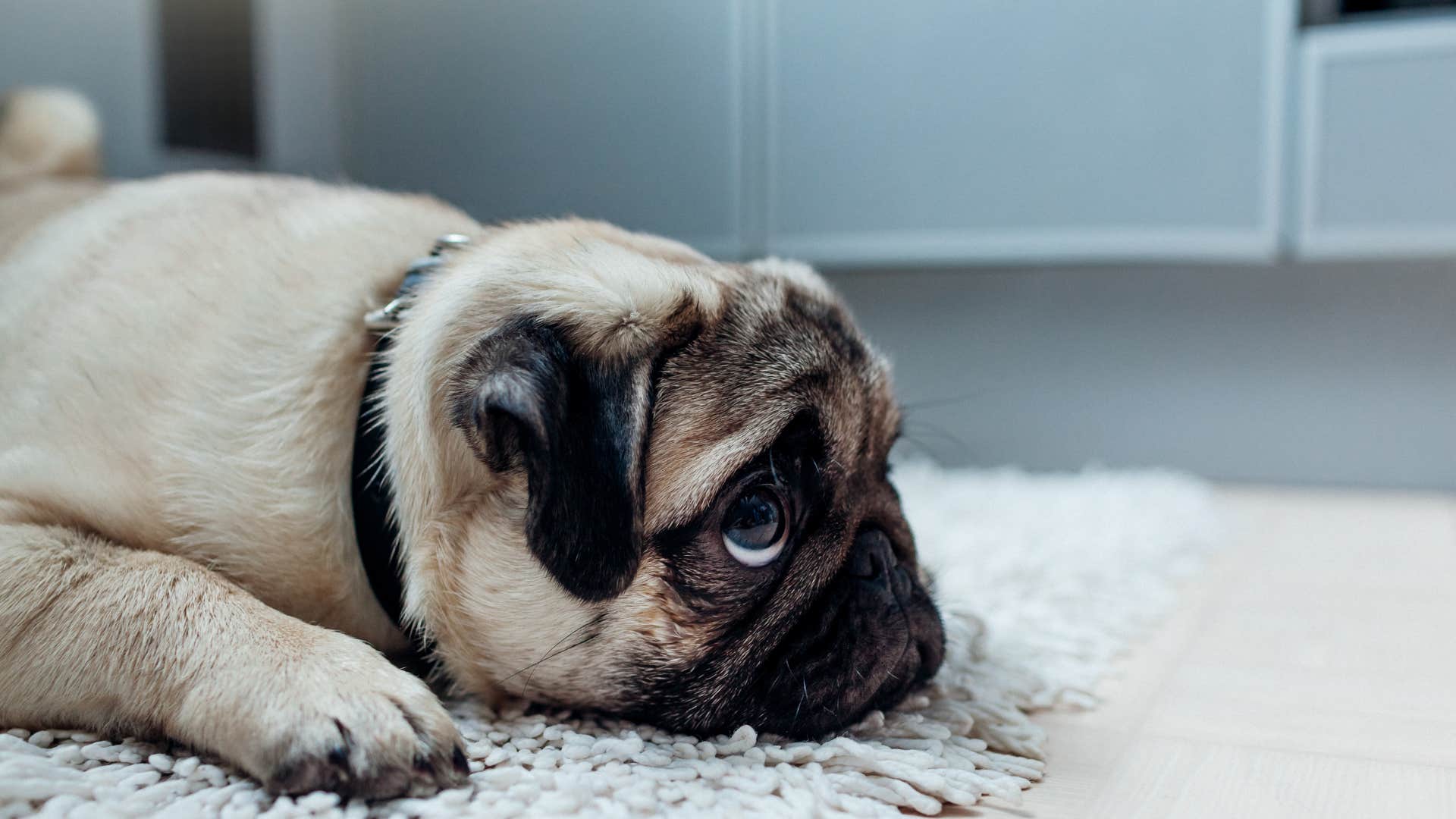 dog thinking its owner is mad as they walk past without acknowledging them