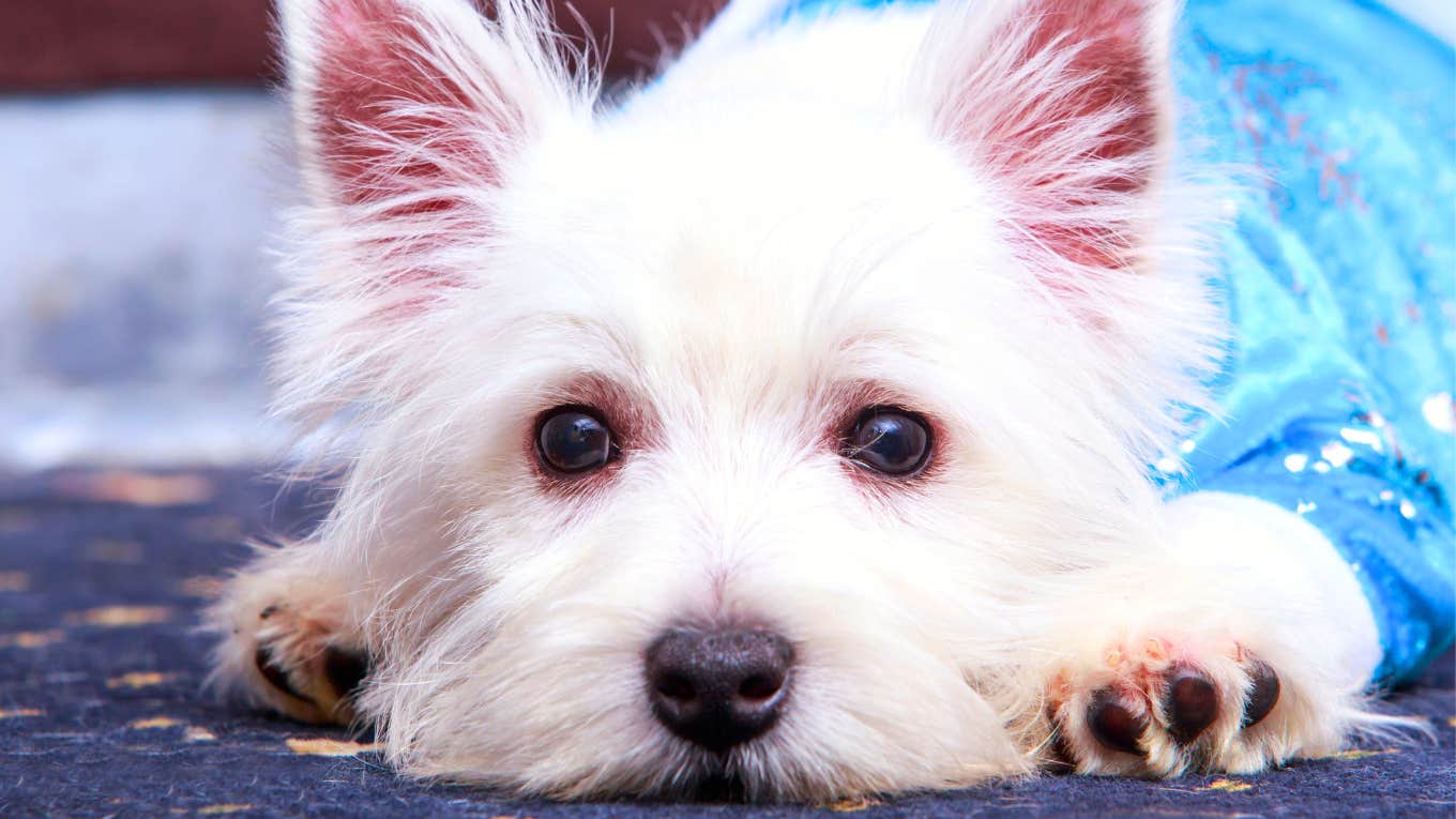 Things You Might Do Every Day To Make Your Dog Think You’re Mad At Them