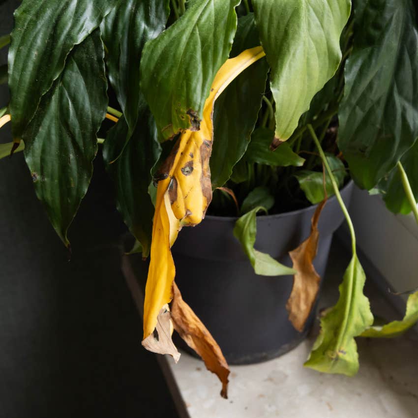 overwatered garden as a metaphor for modern work