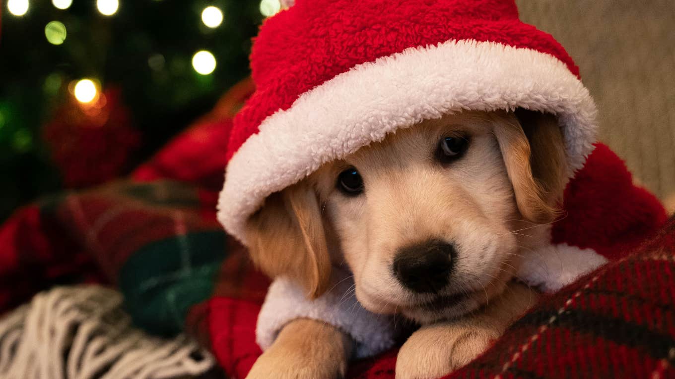 popular christmas song dogs hate