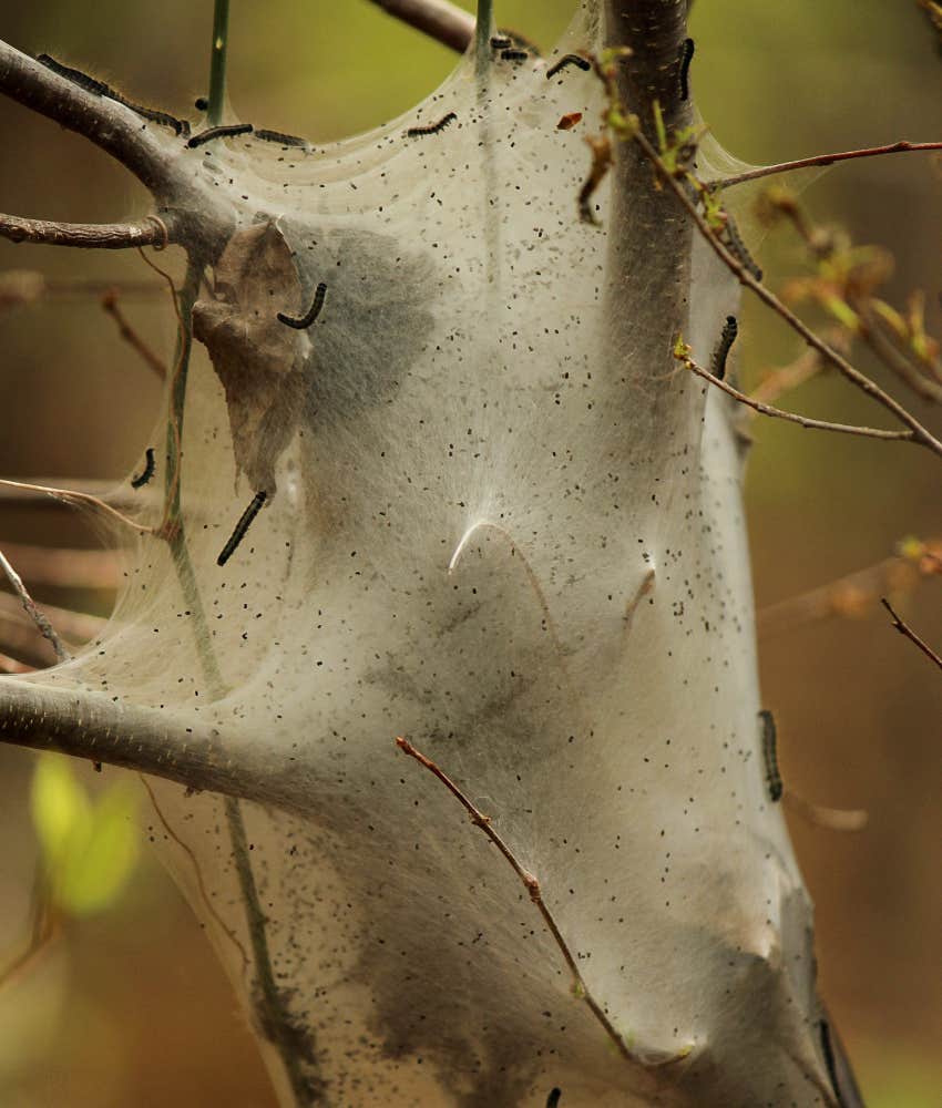 Tent catepillar nest in tree