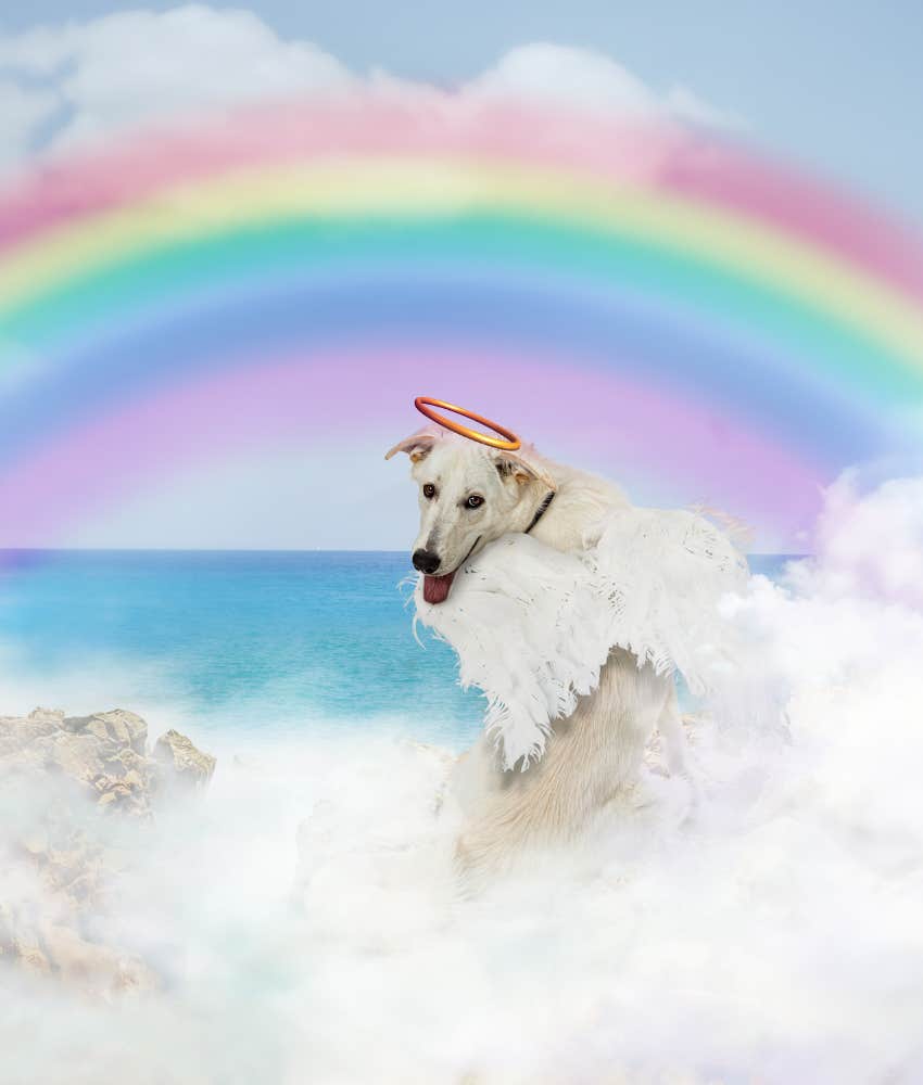 Personality is like a dog for animal, a rainbow for color, and an ocean