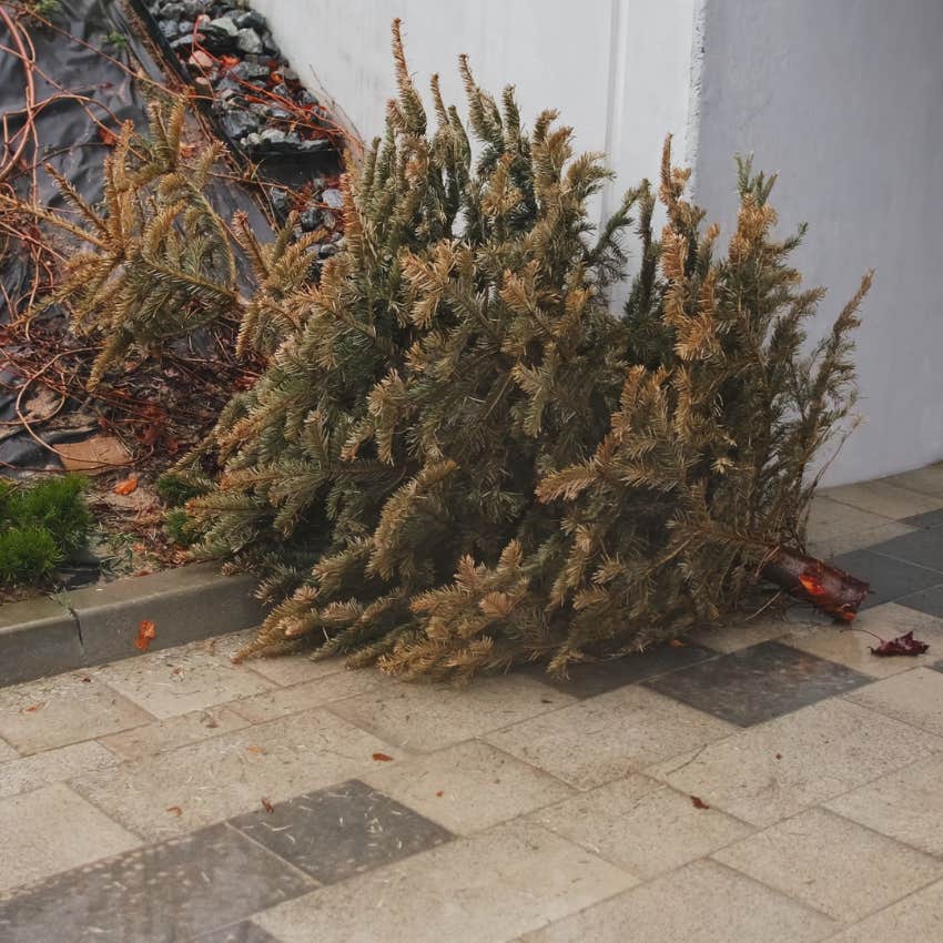 tree that was hit by a holiday tantrum