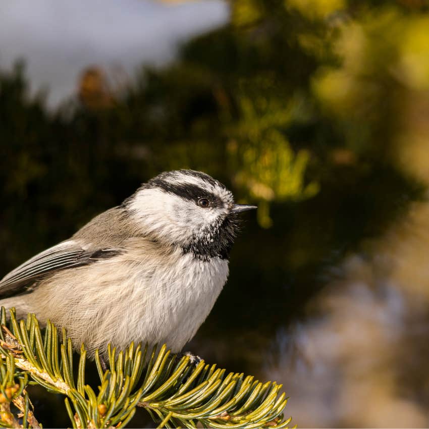 the simple thing of birds chirping that makes people happy