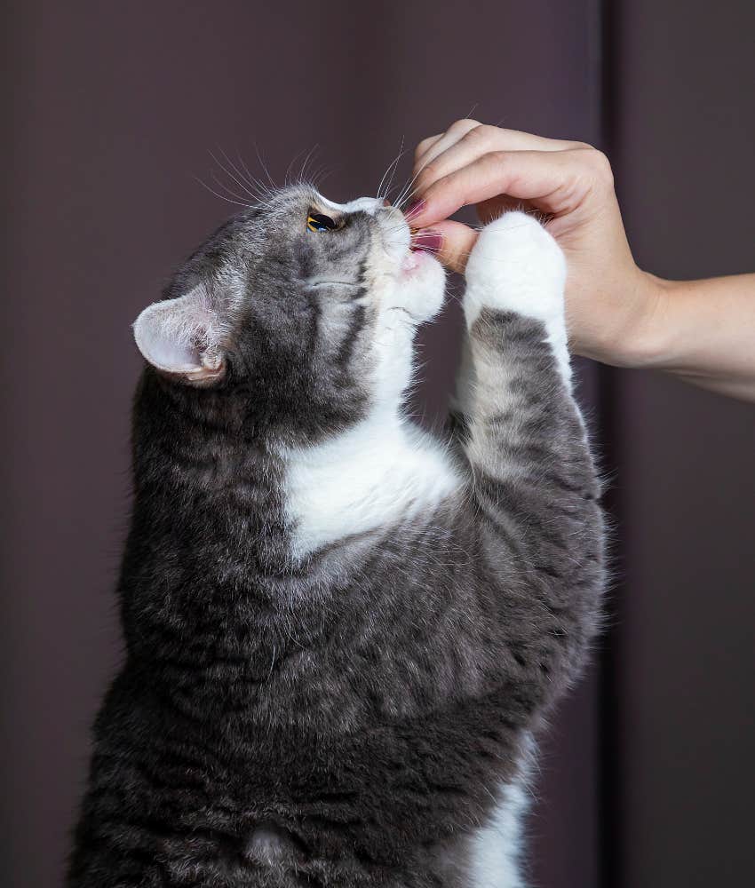 Cat getting a treat from woman who can better read emotions