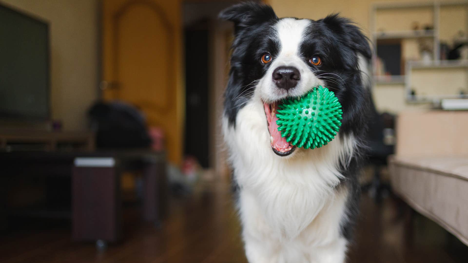 dog brings their favorite toys to someone