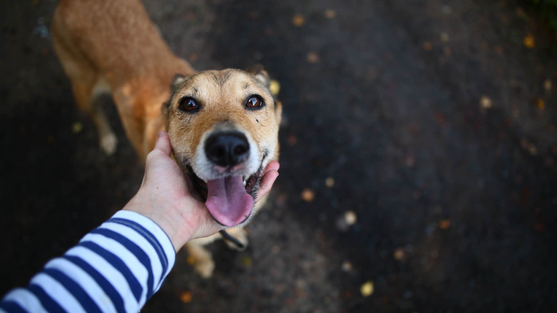 dog gets visibly happy when person talks to them
