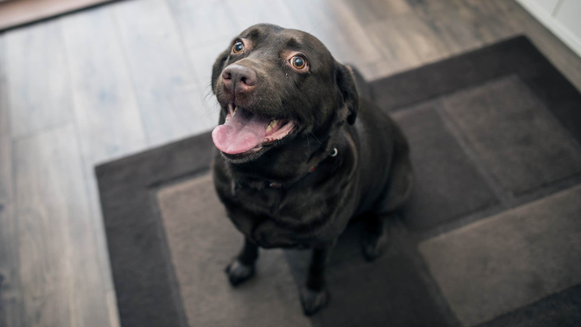 dog makes prolonged eye contact with someone